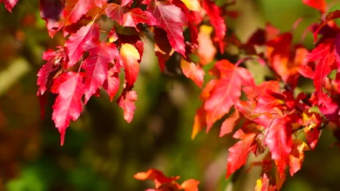 Beautiful red maple leafs in autumn garden, focus. 库存影片 252887644