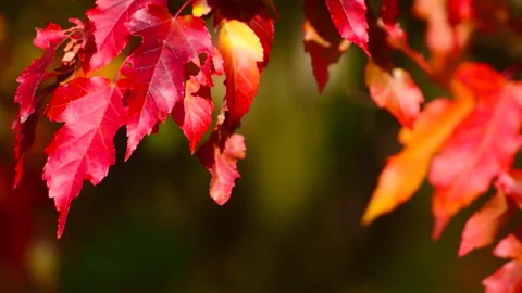 Beautiful red maple leafs in autumn garden, focus. 스톡 동영상 252887895