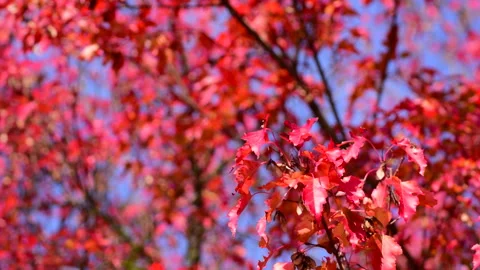 Beautiful red maple leafs in autumn garden, focus. 스톡 동영상 252888182