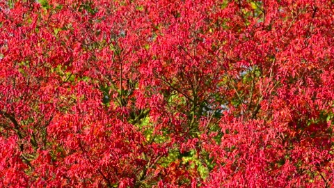 Beautiful red maple leafs in autumn garden. 库存影片 252888201
