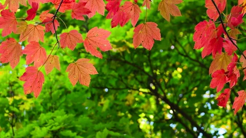 Beautiful red maple leafs in autumn garden, focus. Stock Footage 252940768
