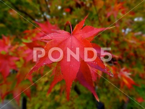 Beautiful red maple leaves (Momiji) during Japanese autumn ~ Premium ...