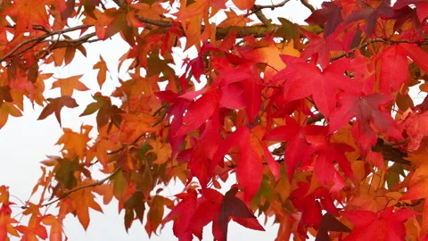 Beautiful red maple leaves move in the wind during the autumn season Stock Footage 164283829