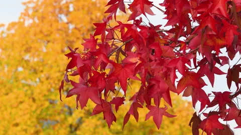 Beautiful red maple leaves move in the wind during the fall season Stock-Footage 164288636