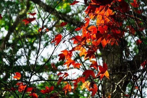 Beautiful red maple leaves pattern texture in autumn on the tree Stock Photos