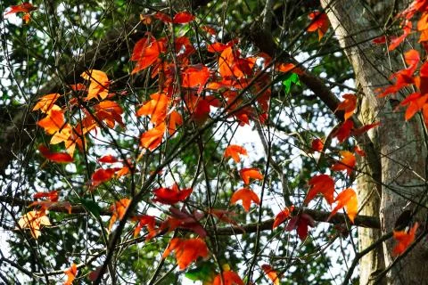 Beautiful red maple leaves pattern texture in autumn on the tree 스톡 사진