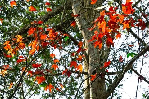 Beautiful red maple leaves pattern texture in autumn on the tree Stock-Fotos
