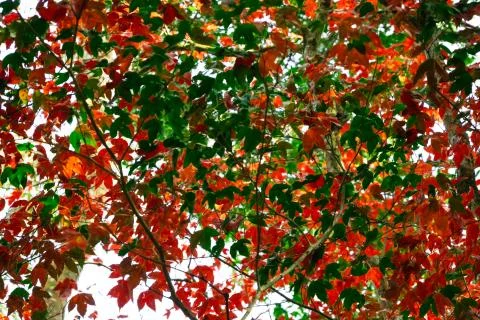 Beautiful red maple leaves pattern texture in autumn on the tree 스톡 사진