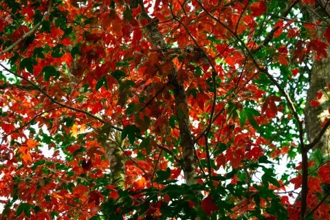Beautiful red maple leaves pattern texture in autumn on the tree Фото