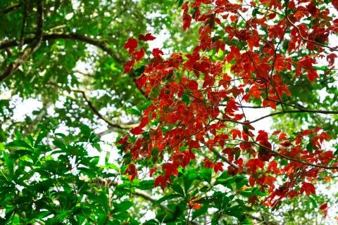 Beautiful red maple leaves pattern texture in autumn on the tree Foto stock