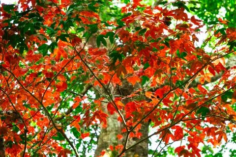 Beautiful red maple leaves pattern texture in autumn on the tree Stock Photos