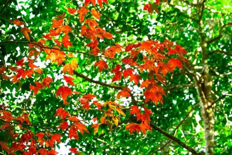 Beautiful red maple leaves pattern texture in autumn on the tree 写真素材