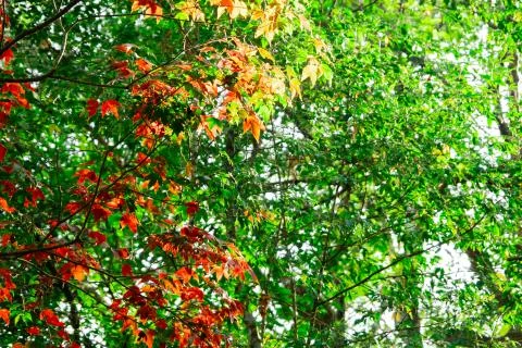 Beautiful red maple leaves pattern texture in autumn on the tree Stock Photos