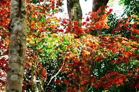 Beautiful red maple leaves pattern texture in autumn on the tree Stock Photos