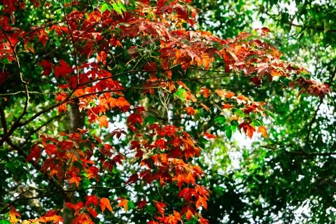 Beautiful red maple leaves pattern texture in autumn on the tree Stock Photos