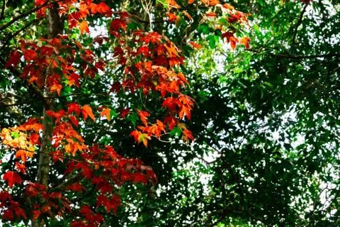 Beautiful red maple leaves pattern texture in autumn on the tree 스톡 사진