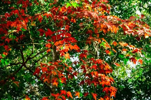 Beautiful red maple leaves pattern texture in autumn on the tree Stock Photos