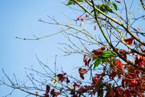 Beautiful red maple leaves pattern texture in autumn on the tree 스톡 사진