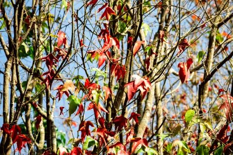 Beautiful red maple leaves pattern texture in autumn on the tree Stock Photos