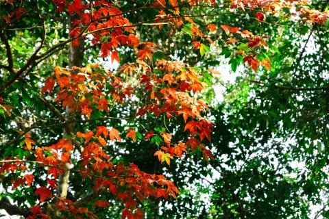 Beautiful red maple leaves pattern texture in autumn on the tree Stock Photos