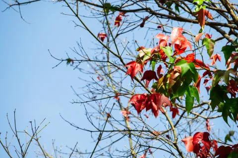Beautiful red maple leaves pattern texture in autumn on the tree Stock Photos