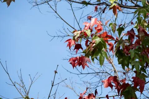 Beautiful red maple leaves pattern texture in autumn on the tree Stock Photos