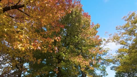 Beautiful Red Maple Leaves Under Bright Blue Sky in Japan Stock Footage 336670725