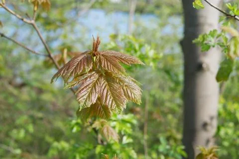 Beautiful Red Maple Spring Background Bokeh - Narrow DOF Stock Photos