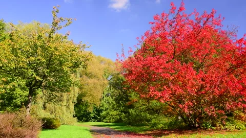 Beautiful red maple tree in autumn garden, blue clear sky. Stock Footage 252887219