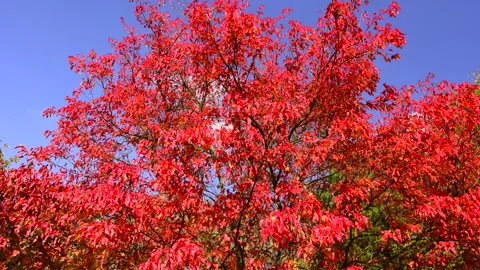 Beautiful red maple tree in autumn garden, blue clear sky. Stock Footage 252887377