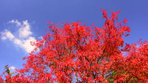 Beautiful red maple tree in autumn garden, blue clear sky. Stock Footage 252887382