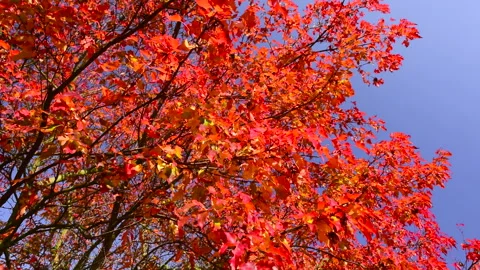 Beautiful red maple tree in autumn garden, blue clear sky. 库存影片 252887626