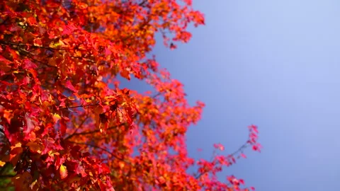 Beautiful red maple tree in autumn garden, blue clear sky. 스톡 동영상 252887814
