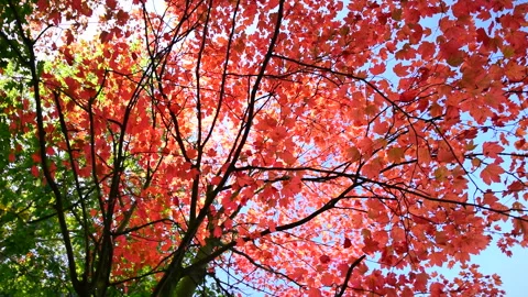 Beautiful red maple tree in autumn garden, blue clear sky. Stock Footage 252938414