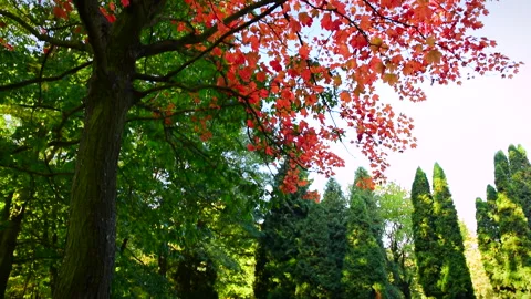 Beautiful red maple tree in autumn garden, blue clear sky. Stock Footage 252938508
