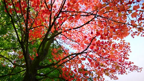 Beautiful red maple tree in autumn garden, blue clear sky. Stock Footage 252938609