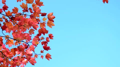 Beautiful red maple tree in autumn garden, blue clear sky. Stock Footage 252938714