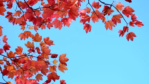Beautiful red maple tree in autumn garden, blue clear sky. 스톡 동영상 252938718