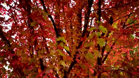 Beautiful Red Maple Tree Foliage Background. Autumn Colors. Stock Footage 141547663