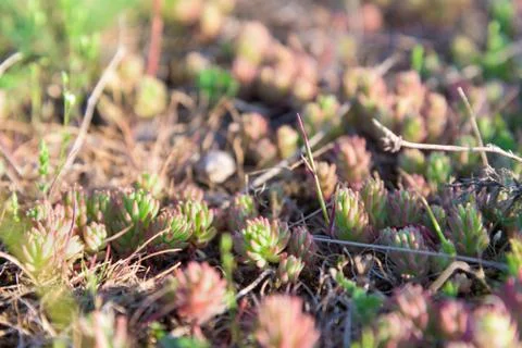 Beautiful red moss closeup Stock Photos
