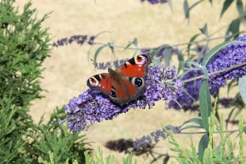 A beautiful red moth.Drinks the nectar. Stock Photos