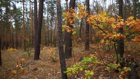 Beautiful red oak tree branch with vibrant red leaves in a forest Stock Footage 117863877