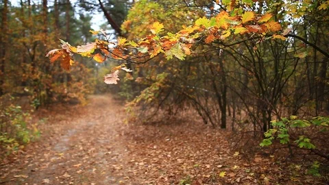 Beautiful red oak tree branch with vibrant red leaves in a forest Video stock 117864433