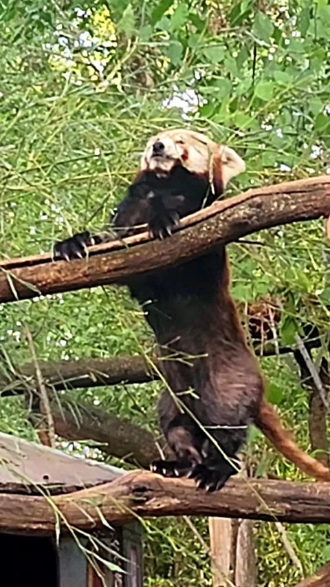 Beautiful red panda Stock Footage 316188478