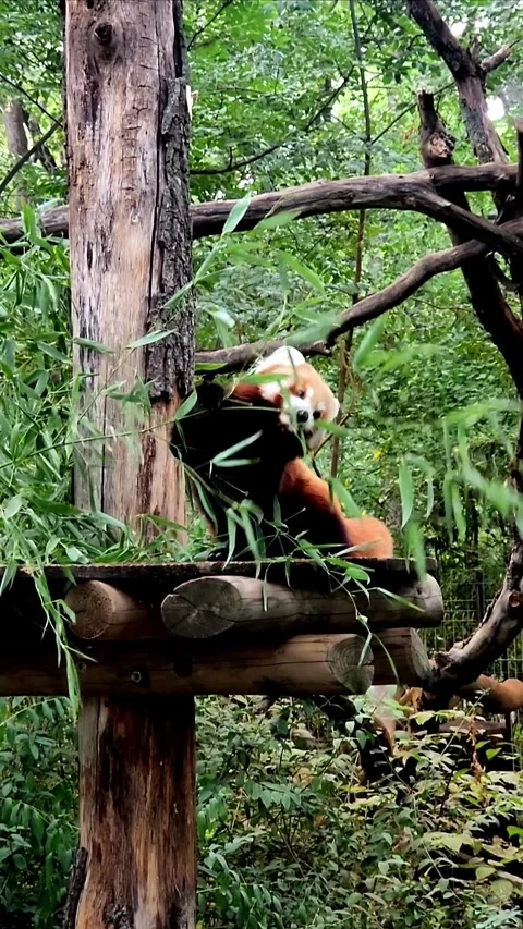 Beautiful red panda Stock-Footage 317691081
