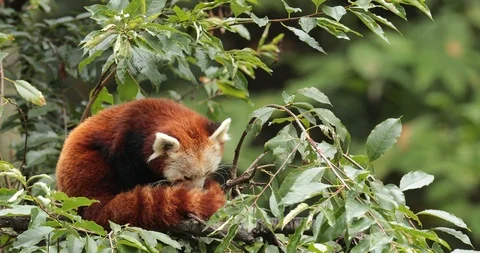 Beautiful Red panda lying on the tree with green leaves. Stock Footage 86617207
