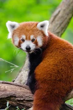 Beautiful red panda Stock Photos