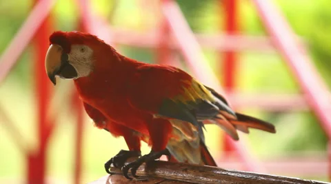 Beautiful Red Parrot Stock Footage 36583521