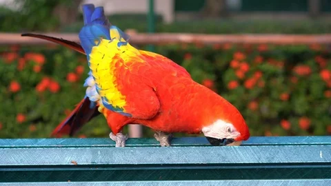 Beautiful red parrot macaw Stock Footage 85949434