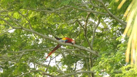 Beautiful red parrot using branch to rub to possibly scratch and groom Stock-Footage 95607608